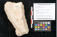 Foto (Objekt + Etikett) von Myrica lignitum Unger (NHMW-GEO-2024-0188-4032)